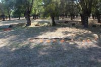 Tiro con Arco Caza Simulada 2